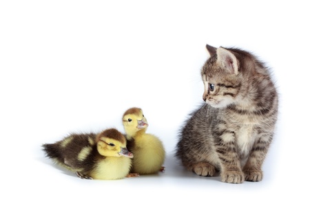 Kitten and ducklings in studio against a white background.の写真素材