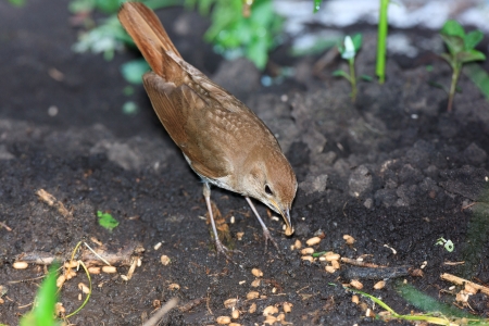 Wild bird on a ground  Wildlife Photography   Luscinia luscinia, Thrush Nightingale の写真素材