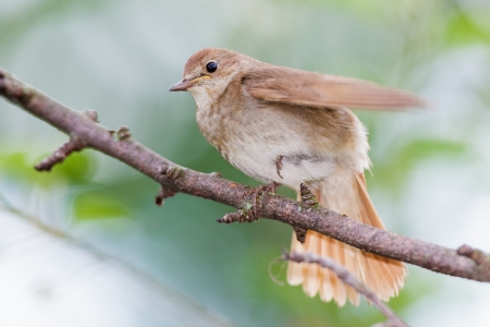 Luscinia luscinia  The Thrush Nightingale perching on a branch of the tree 