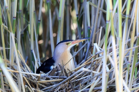 The bird incubates its eggs in a nest   Ixobrychus minutus, Little Bittern  male  