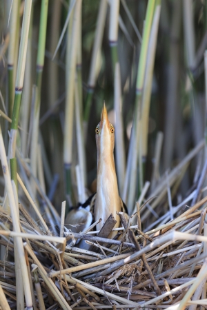 The bird incubates its eggs in a nest   Ixobrychus minutus, Little Bittern  male  の写真素材
