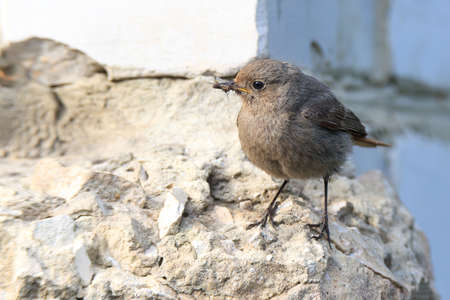 Phoenicurus ochruros gibraltariensis, Black Redstart   Adult female breeding 