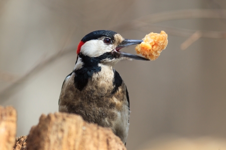 Dendrocopos major, Great spotted woodpecker  Bird with prey item の写真素材