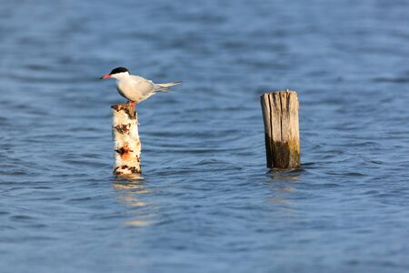 Sterna hirundo, Common Tern  Wild bird in a natural habitat  Wildlife Photography 
