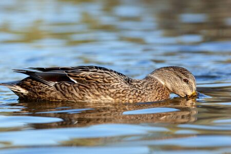 Anas platyrhynchos, Mallard. Wild bird in a natural habitat. Wildlife Photography.の写真素材