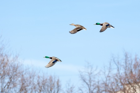 Anas platyrhynchos, Mallard. Wild bird in a natural habitat. Wildlife Photography.の写真素材
