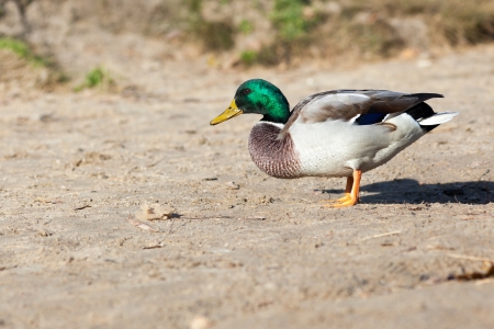 Anas platyrhynchos, Mallard. Wild bird in a natural habitat. Wildlife Photography.の写真素材