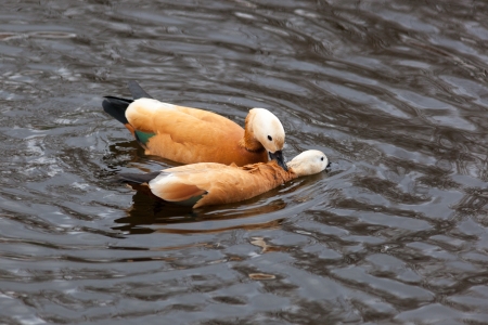 Tadorna ferruginea, Ruddy Shelduck  Wild bird in a natural habitat  Shelduck settled in Moscow from the zoo  Park Dubki, Moscow  Russiaの写真素材