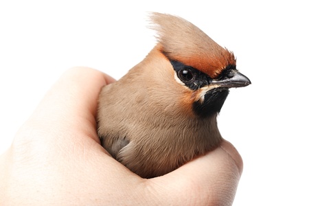 Bombycilla garrulusの写真素材