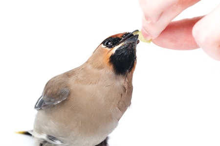 Bombycilla garrulusの写真素材