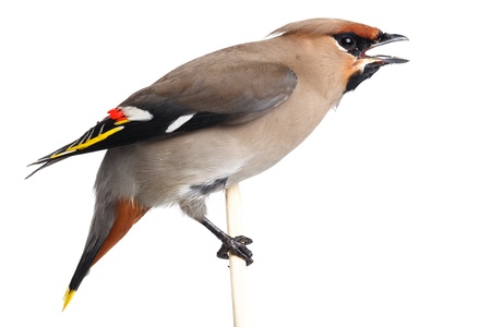 Bombycilla garrulusの写真素材