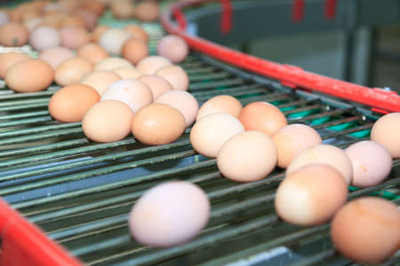 Poultry Farm. Industrial production of edible egg.