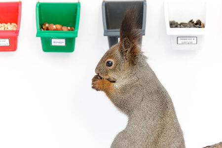 Red Squirrel. In the social survey tits on taste preferences also participated Squirrel. Among other nuts and seeds (sunflower seeds husk peeled and hazelnuts, peanuts) Squirrel chose walnut. Timirjazevsky park, Moscow. Russia.の写真素材