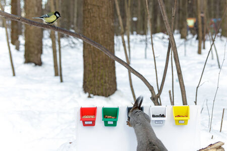 Red Squirrel. In the social survey tits on taste preferences also participated Squirrel. Among other nuts and seeds (sunflower seeds husk peeled and hazelnuts, peanuts) Squirrel chose walnut. Timirjazevsky park, Moscow. Russia.の写真素材