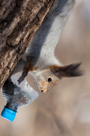 Red Squirrel. Timirjazevsky park, Moscow. Russia.の写真素材