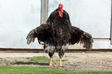 Hen outside in the countryside の写真素材