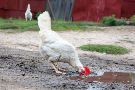 Hen outside in the countryside の写真素材