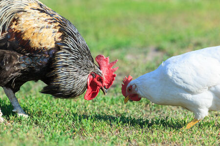 Hen outside in the countryside の写真素材