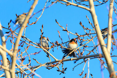 Fringilla montifringilla, Brambling. Wild bird in a natural habitat. Wildlife Photography. Kandalakshsky Reserve. Russia, Murmansk region.の写真素材