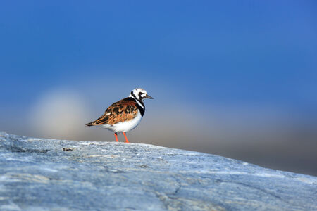 Arenaria interpres, Turnstone photographed in the Kandalakshsky Reserve. Russia, Murmansk region.