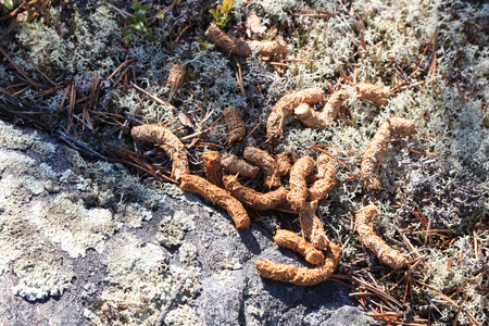 Excrement ptarmigan. Lagopus lagopus, Red-Willow Grouse. Kandalakshsky Reserve. Russia, Murmansk...
