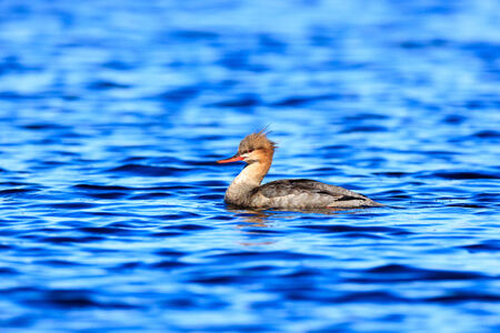 Mergus serrator, Red-breasted Merganser.  The photo was taken in the Kandalaksha Gulf of the White Sea. Russia, Murmansk region. Island Lodeinoe.の写真素材