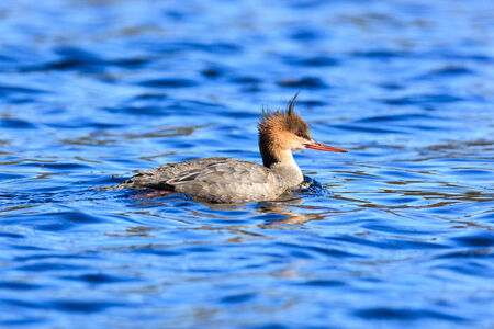 Mergus serrator, Red-breasted Merganser.  The photo was taken in the Kandalaksha Gulf of the White Sea. Russia, Murmansk region. Island Lodeinoe.の写真素材