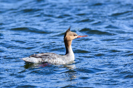 Mergus serrator, Red-breasted Merganser.  The photo was taken in the Kandalaksha Gulf of the White Sea. Russia, Murmansk region. Island Lodeinoe.の写真素材