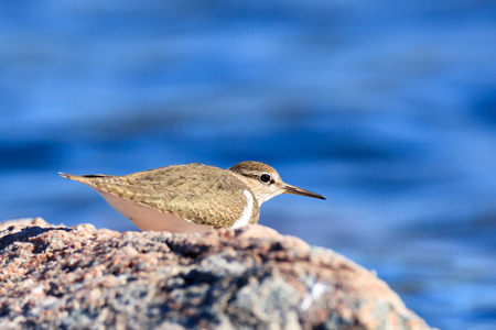 Actitis hypoleucos, Common Sandpiper. The photo was taken in the Kandalaksha Gulf of the White Sea....