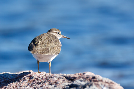 Actitis hypoleucos, Common Sandpiper. The photo was taken in the Kandalaksha Gulf of the White Sea. Russia, Murmansk region. Island Lodeinoe.の写真素材