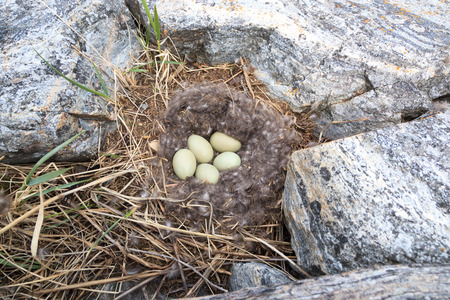 Somateria molissima, Common Eider.  Nest of a bird with eggs in the nature. The photo was taken in the Kandalaksha Gulf of the White Sea. Russia, Murmansk region. Island Lodeinoe.の写真素材