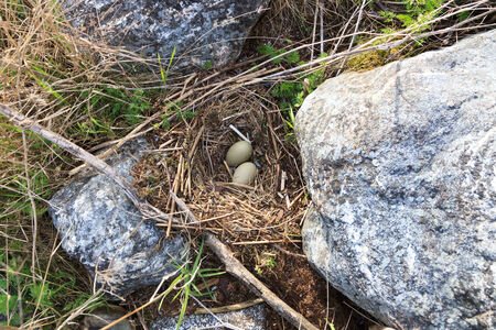 Somateria molissima, Common Eider.  Nest of a bird with eggs in the nature. The photo was taken in the Kandalaksha Gulf of the White Sea. Russia, Murmansk region. Island Lodeinoe.の写真素材