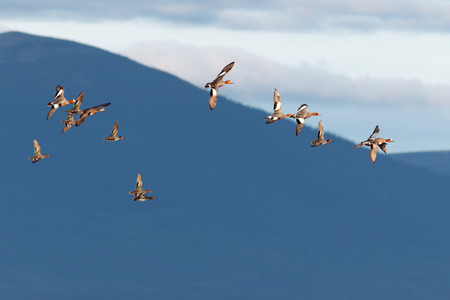 Anas penelope, Eurasian Wigeon. The photo was taken in the Kandalaksha Gulf of the White Sea. Russia, Murmansk region. Island Lodeinoe.の写真素材
