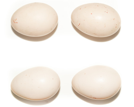 Eggs Anas penelope, Eurasian Wigeon. 