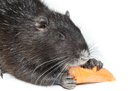 Myocastor coypus, Black Nutria breed as pets; in studio against a white background.の写真素材