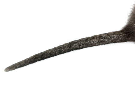 Myocastor coypus, Black Nutria breed as pets; in studio against a white background.の写真素材