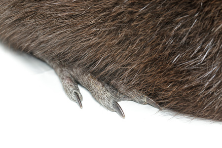 Myocastor coypus, Black Nutria breed as pets; in studio against a white background.の写真素材