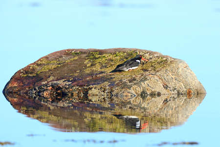 Haematopus ostralegus, Eurasian Oystercatcher.The photo was taken in the Kandalaksha Gulf of the White Sea. Russia, Murmansk region.の写真素材