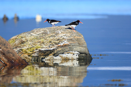 Haematopus ostralegus, Eurasian Oystercatcher.The photo was taken in the Kandalaksha Gulf of the White Sea. Russia, Murmansk region.の写真素材