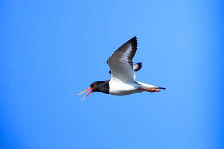Haematopus ostralegus, Eurasian Oystercatcher.The photo was taken in the Kandalaksha Gulf of the White Sea. Russia, Murmansk region.の写真素材