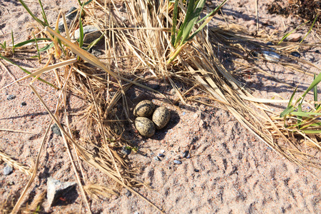 Haematopus ostralegus, Eurasian Oystercatcher. Eggs and nest.の写真素材