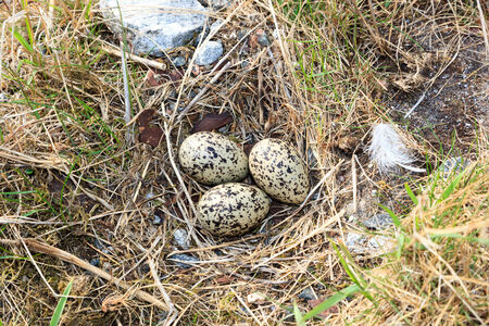 Haematopus ostralegus, Eurasian Oystercatcher. Eggs and nest.の写真素材