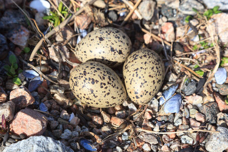 Haematopus ostralegus, Eurasian Oystercatcher. Eggs and nest.の写真素材