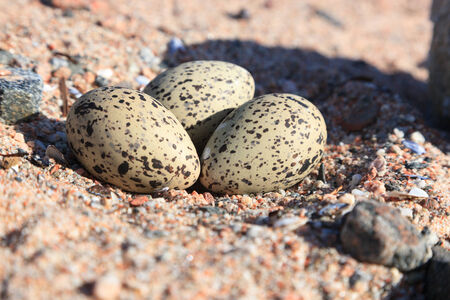 Haematopus ostralegus, Eurasian Oystercatcher. Eggs and nest.の写真素材
