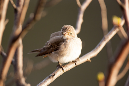 Muscicapa striata, Spotted Flycatcher.The photo was taken in the Kandalaksha Gulf of the White Sea....