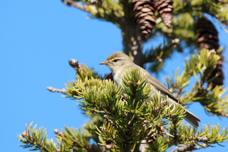 Phylloscopus trochilus, Willow Warbler. The photo was taken in the Kandalaksha Gulf of the White Sea. Russia, Murmansk region. Island Lodeinoe.の写真素材
