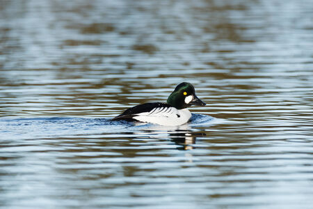 Bucephala clangula, Common Goldeneye. The photo was taken in the Kandalaksha Gulf of the White Sea....