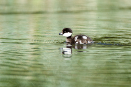 Bucephala clangula, Common Goldeneye. The photo was taken in the Kandalaksha Gulf of the White Sea. Russia, Murmansk region. Island Lodeinoe.の写真素材