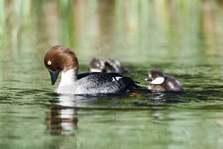 Bucephala clangula, Common Goldeneye. The photo was taken in the Kandalaksha Gulf of the White Sea. Russia, Murmansk region. Island Lodeinoe.の写真素材