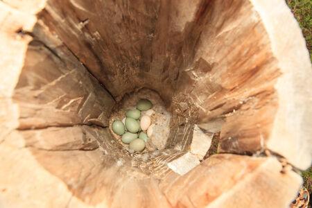 Bucephala clangula, Common Goldeneye. The photo was taken in the Kandalaksha Gulf of the White Sea. Russia, Murmansk region. Island Lodeinoe.の写真素材